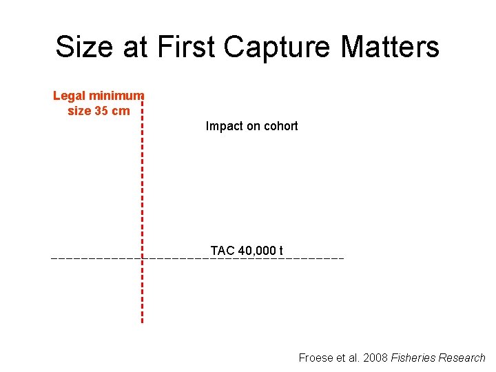 Size at First Capture Matters Legal minimum size 35 cm Impact on cohort TAC