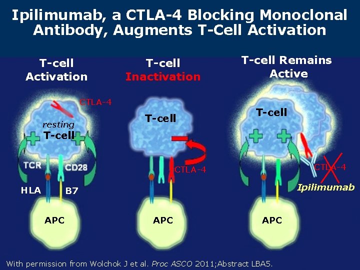 Ipilimumab, a CTLA-4 Blocking Monoclonal Antibody, Augments T-Cell Activation T-cell Inactivation CTLA-4 resting T-cell