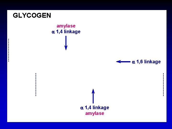 GLYCOGEN amylase a 1, 4 linkage a 1, 6 linkage a 1, 4 linkage
