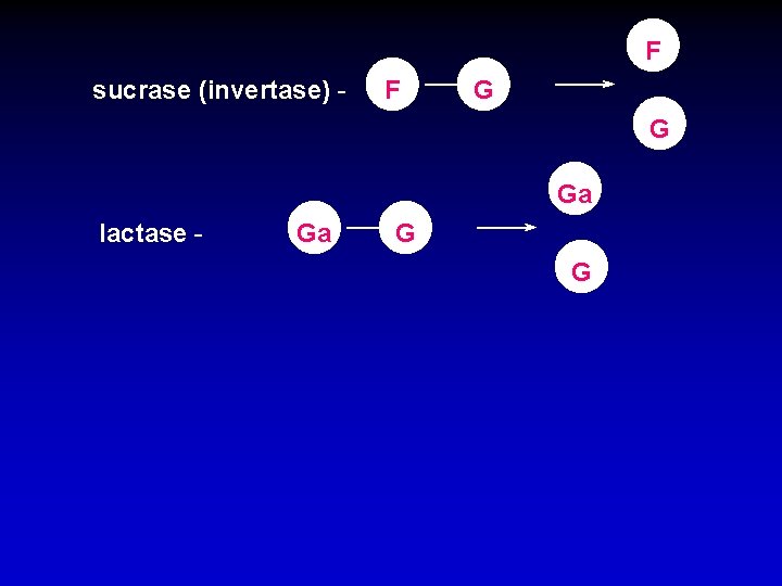 F sucrase (invertase) - F G G Ga lactase - Ga G G 