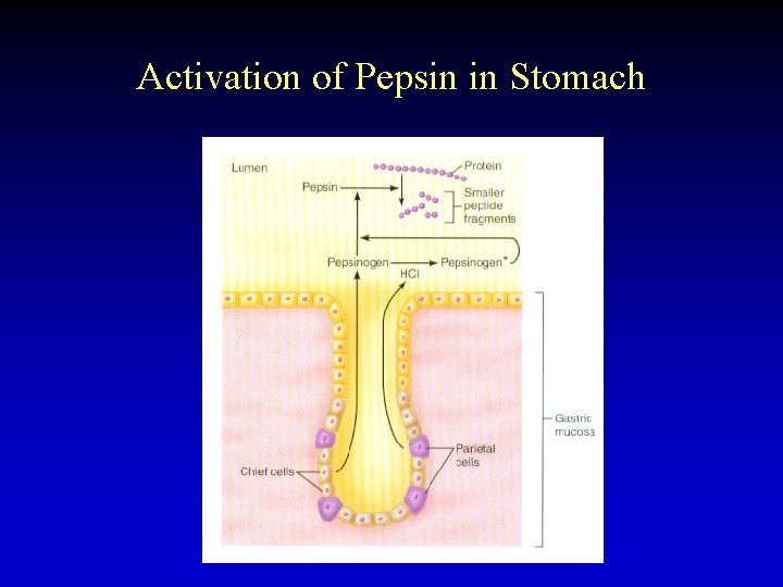 Activation of Pepsin in Stomach 