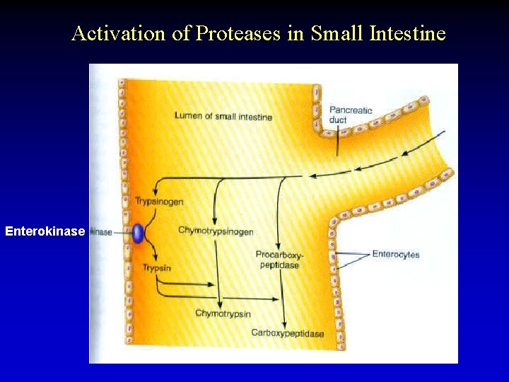 Activation of Proteases in Small Intestine Enterokinase 