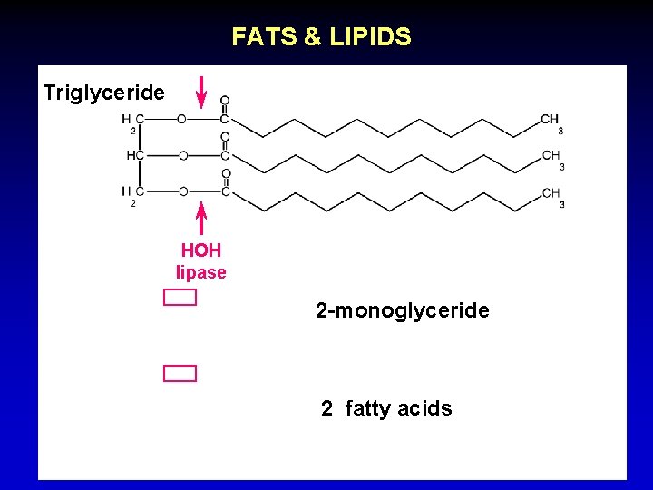 FATS & LIPIDS Triglyceride HOH lipase 2 -monoglyceride 2 fatty acids 