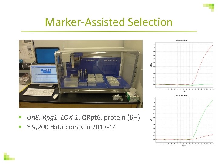 Marker-Assisted Selection § Un 8, Rpg 1, LOX-1, QRpt 6, protein (6 H) §