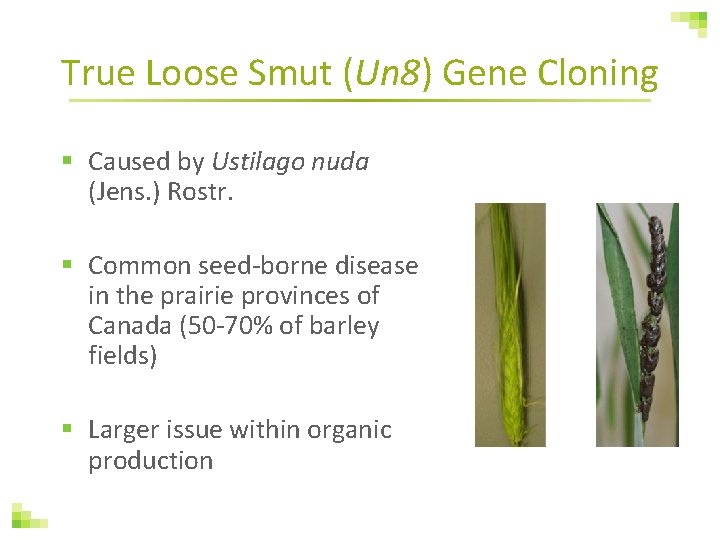 True Loose Smut (Un 8) Gene Cloning § Caused by Ustilago nuda (Jens. )