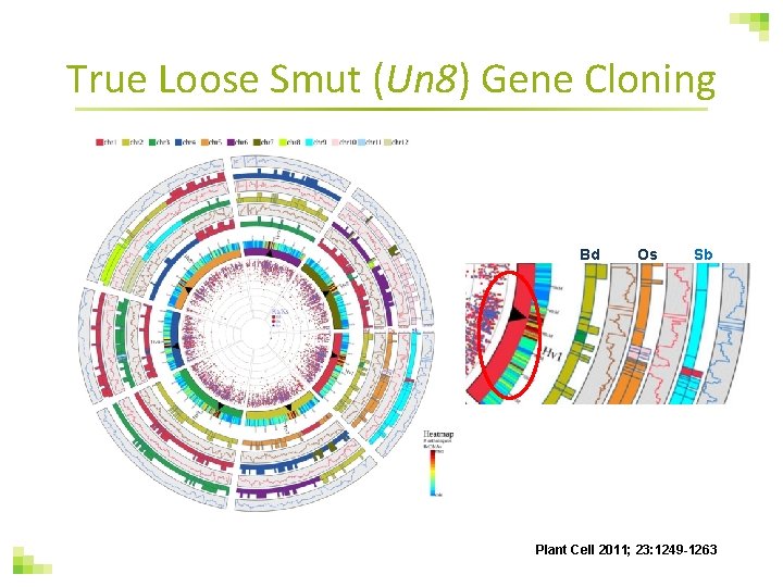 True Loose Smut (Un 8) Gene Cloning Bd Os Sb Plant Cell 2011; 23: