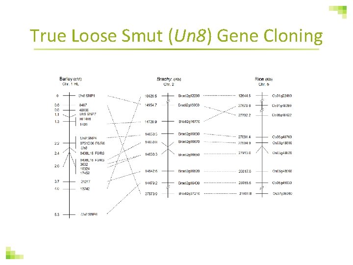 True Loose Smut (Un 8) Gene Cloning 