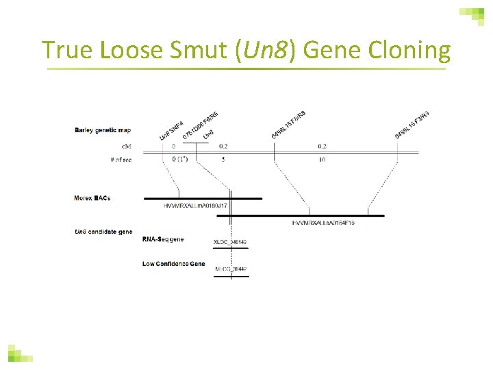 True Loose Smut (Un 8) Gene Cloning 