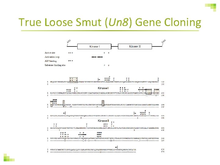 True Loose Smut (Un 8) Gene Cloning 