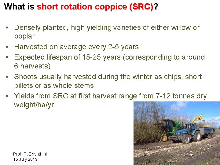 What is short rotation coppice (SRC)? • Densely planted, high yielding varieties of either