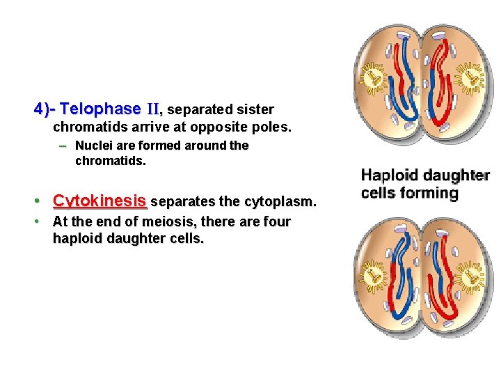 4)- Telophase II, separated sister chromatids arrive at opposite poles. – Nuclei are formed