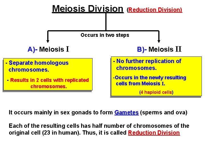 Meiosis Division (Reduction Division) Occurs in two steps A)- Meiosis I B)- Meiosis II