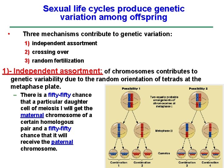 Sexual life cycles produce genetic variation among offspring • Three mechanisms contribute to genetic