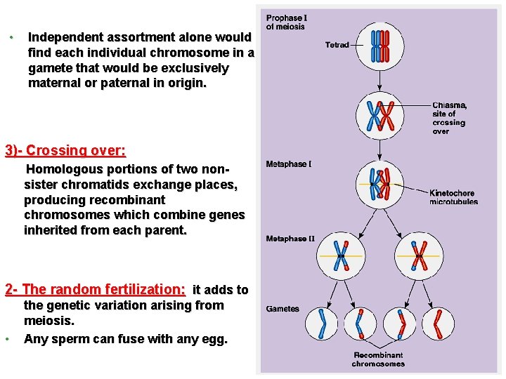  • Independent assortment alone would find each individual chromosome in a gamete that