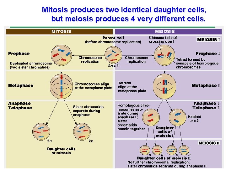 Mitosis produces two identical daughter cells, but meiosis produces 4 very different cells. 21