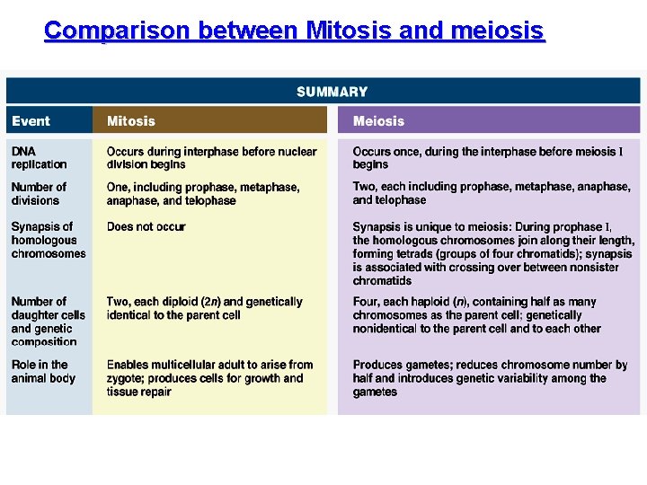 Comparison between Mitosis and meiosis 