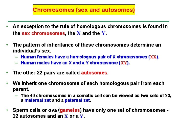 Chromosomes (sex and autosomes) • An exception to the rule of homologous chromosomes is