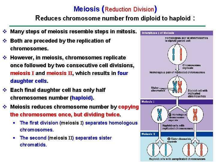 Meiosis (Reduction Division) Reduces chromosome number from diploid to haploid : v Many steps
