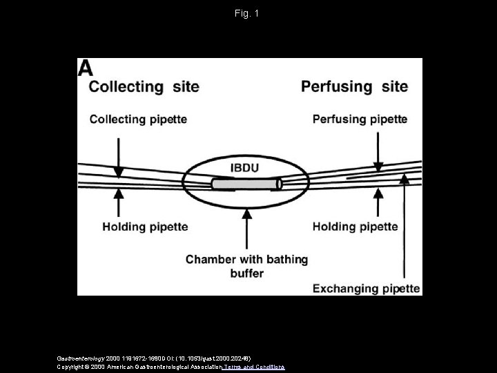 Fig. 1 Gastroenterology 2000 1191672 -1680 DOI: (10. 1053/gast. 2000. 20248) Copyright © 2000