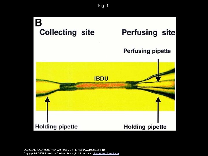 Fig. 1 Gastroenterology 2000 1191672 -1680 DOI: (10. 1053/gast. 2000. 20248) Copyright © 2000