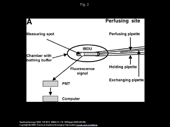 Fig. 2 Gastroenterology 2000 1191672 -1680 DOI: (10. 1053/gast. 2000. 20248) Copyright © 2000