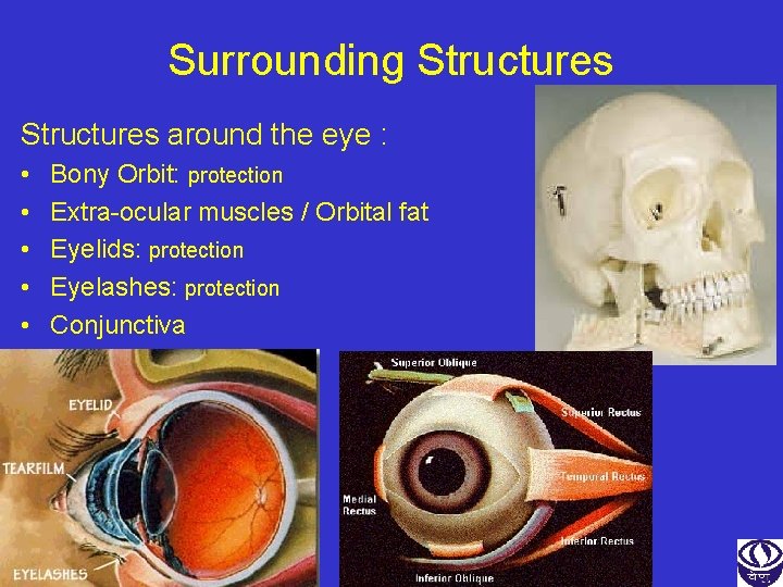 Surrounding Structures around the eye : • • • Bony Orbit: protection Extra-ocular muscles