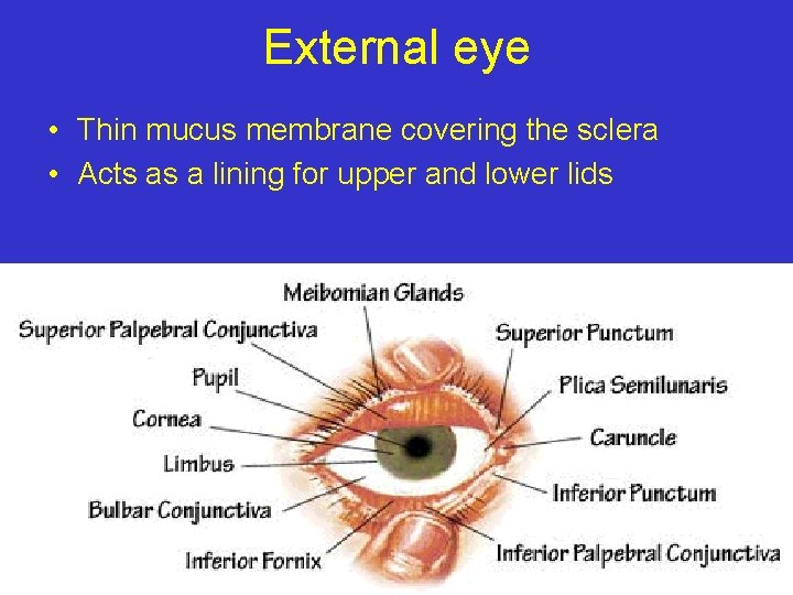 External eye • Thin mucus membrane covering the sclera • Acts as a lining