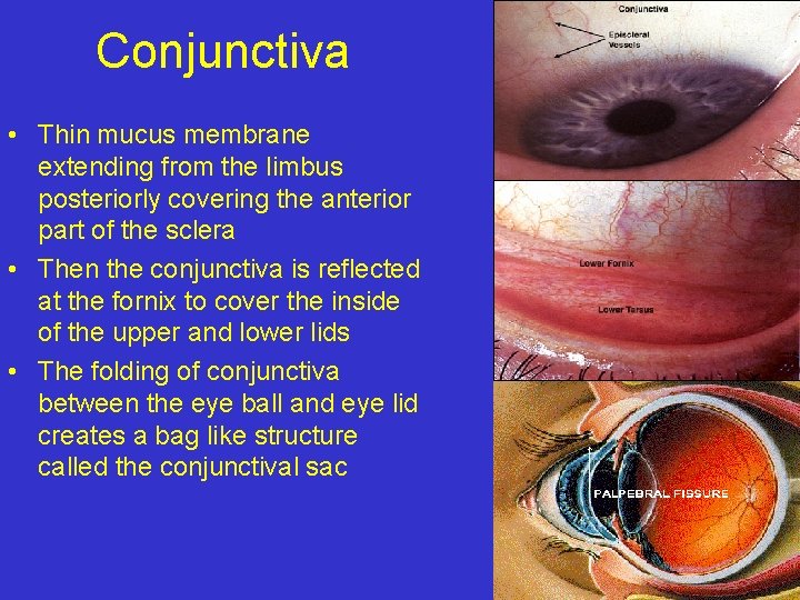 Conjunctiva • Thin mucus membrane extending from the limbus posteriorly covering the anterior part