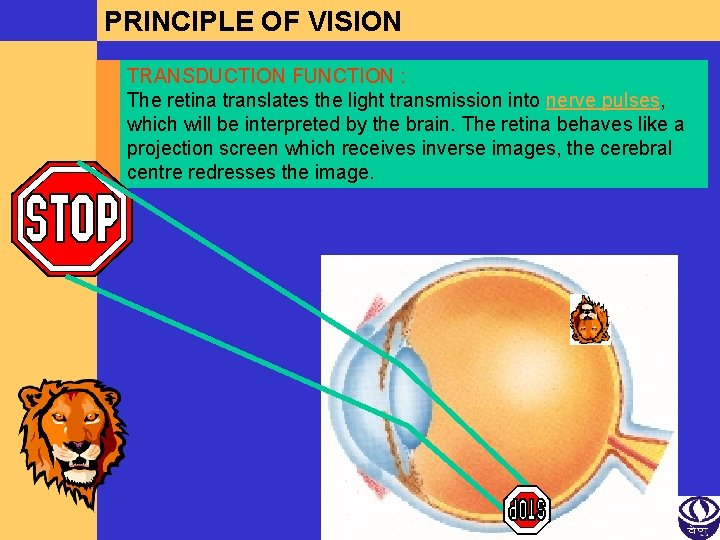 PRINCIPLE OF VISION TRANSDUCTION FUNCTION : The retina translates the light transmission into nerve