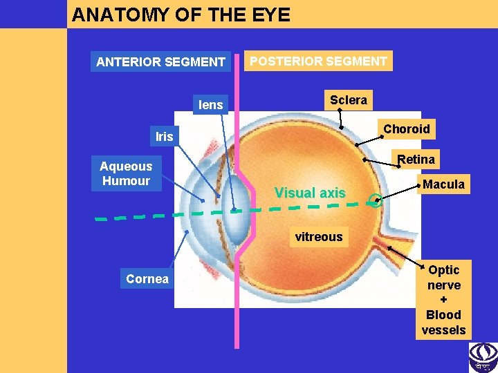 ANATOMY OF THE EYE ANTERIOR SEGMENT lens POSTERIOR SEGMENT Sclera Choroid Iris Aqueous Humour