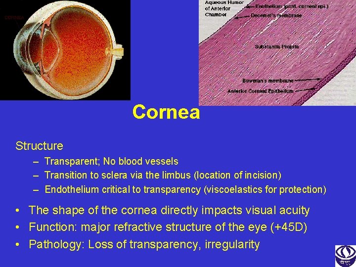 Cornea Structure – Transparent; No blood vessels – Transition to sclera via the limbus