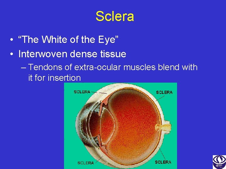 Sclera • “The White of the Eye” • Interwoven dense tissue – Tendons of