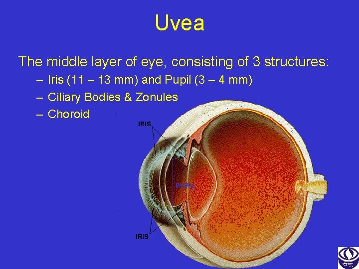 Uvea The middle layer of eye, consisting of 3 structures: – Iris (11 –