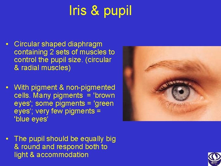 Iris & pupil • Circular shaped diaphragm containing 2 sets of muscles to control