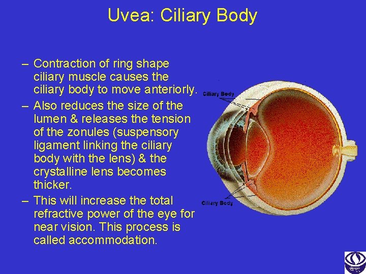 Uvea: Ciliary Body – Contraction of ring shape ciliary muscle causes the ciliary body