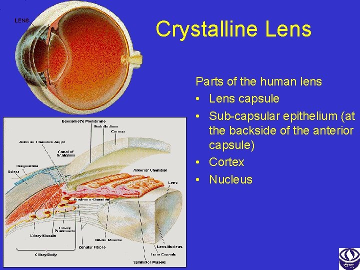 Crystalline Lens Parts of the human lens • Lens capsule • Sub-capsular epithelium (at
