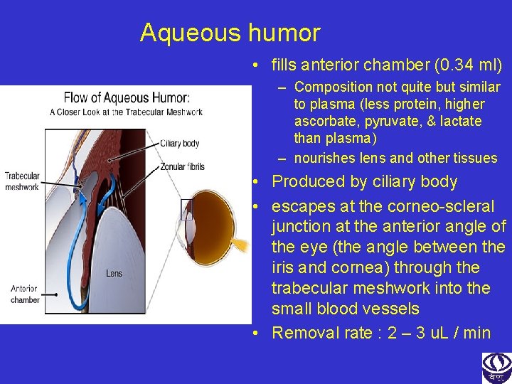 Aqueous humor • fills anterior chamber (0. 34 ml) – Composition not quite but