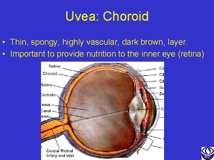 Uvea: Choroid • Thin, spongy, highly vascular, dark brown, layer. • Important to provide