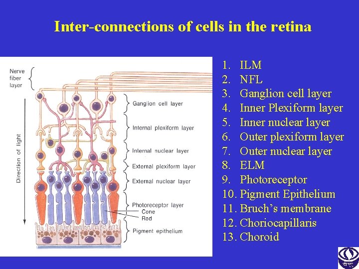 Inter-connections of cells in the retina 1. ILM 2. NFL 3. Ganglion cell layer