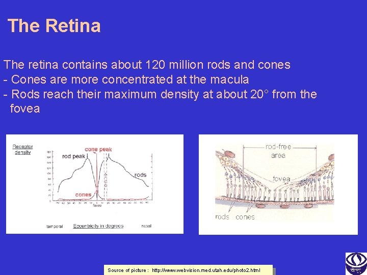 The Retina The retina contains about 120 million rods and cones - Cones are