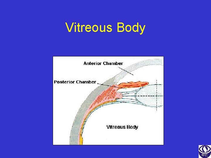 Vitreous Body 