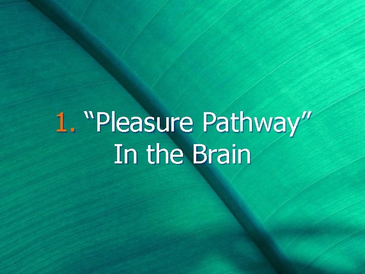 1. “Pleasure Pathway” In the Brain 