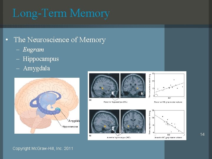 Long-Term Memory • The Neuroscience of Memory – Engram – Hippocampus – Amygdala 14