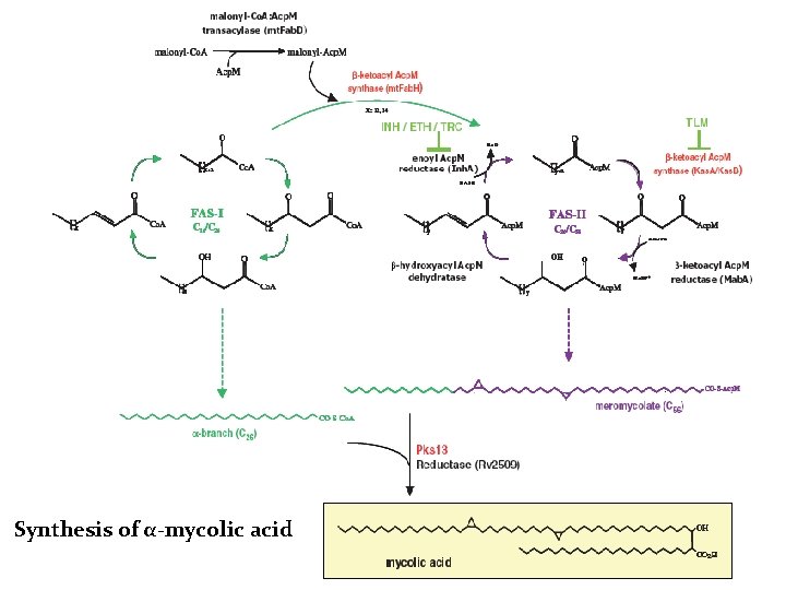 Synthesis of α-mycolic acid 
