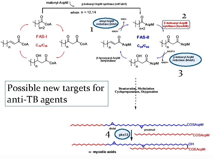 2 1 3 Possible new targets for anti-TB agents 4 