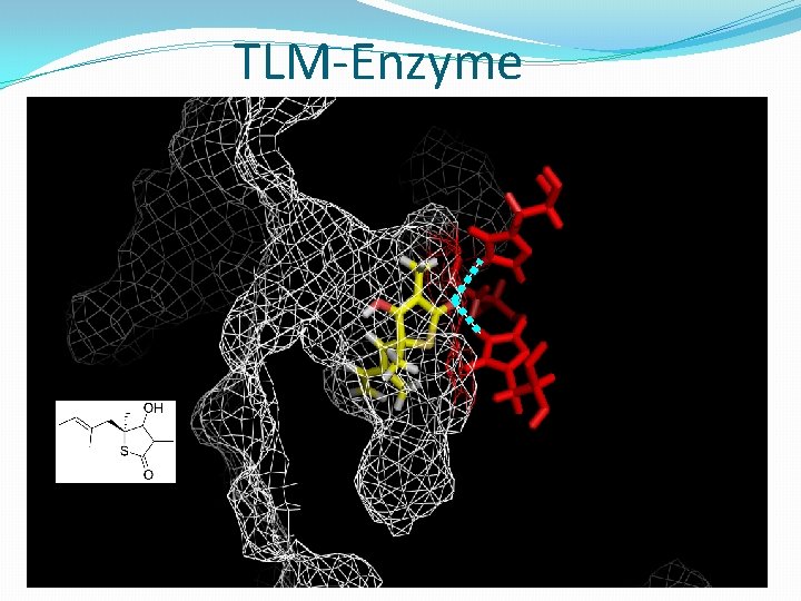 TLM-Enzyme 