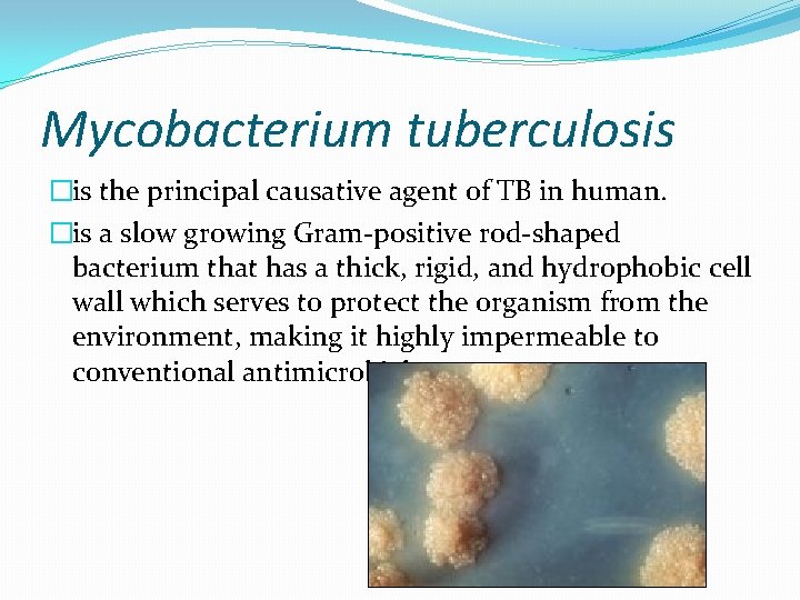 Mycobacterium tuberculosis �is the principal causative agent of TB in human. �is a slow