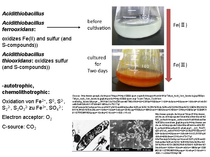 Acidithiobacillus ferrooxidans: oxidizes Fe(II) and sulfur (and S-compounds)) Acidithiobacillus thiooxidans: oxidizes sulfur (and S-compounds))