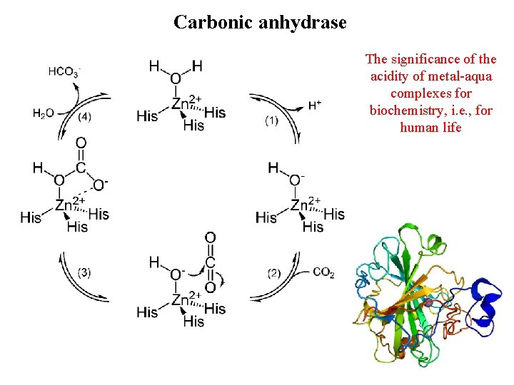 Carbonic anhydrase The significance of the acidity of metal-aqua complexes for biochemistry, i. e.