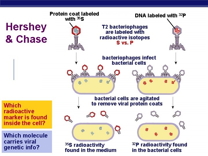 Hershey & Chase Protein coat labeled with 35 S DNA labeled with 32 P